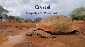  Presentation with tortoise - Beautiful PPT theme featuring up of a leopard tortoise backdrop and a lemonade colored foreground