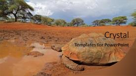  Presentation with tortoise - Slide deck having up of a leopard tortoise background and a red colored foreground