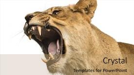  Presentation with roaring - Amazing PPT theme having up of a lioness roar backdrop and a coral colored foreground