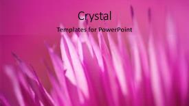  Presentation with drawing of pink lotus flower - Slides having up of a lonely flower background and a coral colored foreground
