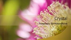  Presentation with lonely - Audience pleasing slide deck consisting of up of a lonely flower backdrop and a yellow colored foreground