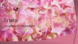  Presentation with flower vintage - Cool new PPT layouts with up of a pink hydrangea backdrop and a coral colored foreground