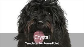  Presentation with many bubbles in water close - PPT theme consisting of up of a portuguese water background and a  colored foreground