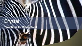  Presentation with close up of sundew drosera - PPT theme with up of a pretty zebra background and a ocean colored foreground