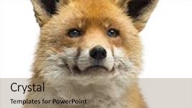  Presentation with fox - PPT theme featuring up of a red fox background and a coral colored foreground