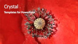  Presentation with exotic soap poppy seed - Cool new presentation theme with up of a red poppy backdrop and a crimson colored foreground