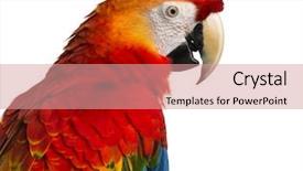  Presentation with years of service award - Cool new theme with up of a scarlet macaw backdrop and a coral colored foreground