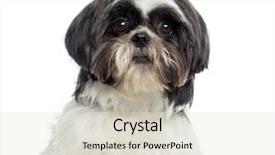  Presentation with white - Slides with up of a shih tzu background and a  colored foreground