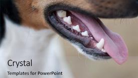  Presentation with tongue - Presentation theme having up of a small dog background and a light gray colored foreground