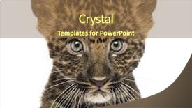  Presentation with old camera and film sound - Audience pleasing PPT theme consisting of up of a spotted leopard backdrop and a tawny brown colored foreground