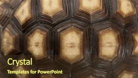  Presentation with tortoise - Audience pleasing PPT theme consisting of up of african spurred tortoise backdrop and a tawny brown colored foreground