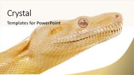  Presentation with python - Slide set enhanced with up of an albino royal background and a lemonade colored foreground