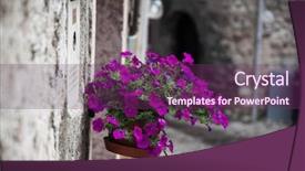  Presentation with flower pots - Slide set having up of an ancient window background and a violet colored foreground