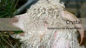  Presentation with sheep and goat - PPT theme having up of an angora goat background and a  colored foreground