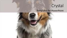  Presentation with australian - Beautiful PPT theme featuring up of an australian shepherd backdrop and a light gray colored foreground