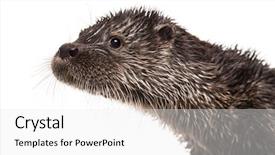  Presentation with european union single market - Beautiful presentation theme featuring up of an european otter backdrop and a white colored foreground