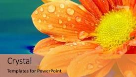  Presentation with orange - Beautiful PPT theme featuring up of an orange flower backdrop and a yellow colored foreground