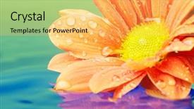  Presentation with orange - Cool new PPT theme with up of an orange flower backdrop and a yellow colored foreground