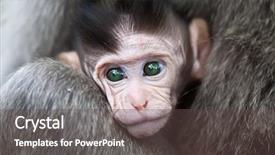  Presentation with preemie baby close up - Beautiful slide deck featuring up of baby macaque monkey backdrop and a tawny brown colored foreground