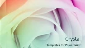  Presentation with multicolor graduation - Colorful PPT theme enhanced with up of beautiful multicolor rose backdrop and a soft green colored foreground