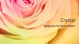  Presentation with multicolor - Beautiful slide deck featuring up of beautiful multicolor rose backdrop and a yellow colored foreground