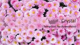  Presentation with flower - Presentation theme having up of beautiful pink flower background and a lemonade colored foreground