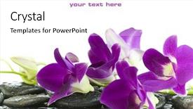  Presentation with purple orchids - Cool new presentation theme with up of beautiful purple orchids backdrop and a white colored foreground
