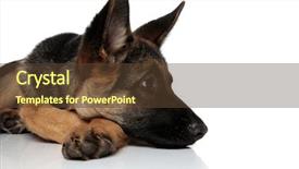  Presentation with german - PPT theme enhanced with up of curious german shepard background and a tawny brown colored foreground