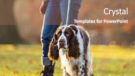  Presentation with puppy english cocker spaniel - Beautiful slide deck featuring up of english cocker spaniel backdrop and a coral colored foreground