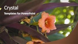  Presentation with india - Audience pleasing presentation theme consisting of up of flowers gurgaon haryana backdrop and a  colored foreground