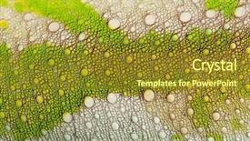  Presentation with skin - Theme enhanced with up of four-horned chameleon background and a tawny brown colored foreground