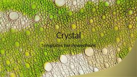  Presentation with cancer cell skin - Slide deck with up of four-horned chameleon background and a gold colored foreground