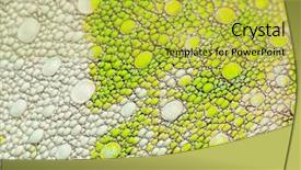  Presentation with shark skin - Beautiful slides featuring up of four-horned chameleon backdrop and a yellow colored foreground