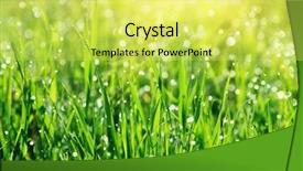  Presentation with dew - Beautiful theme featuring up of fresh morning dew backdrop and a yellow colored foreground