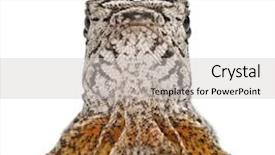  Presentation with water monitor lizard or varanus - Beautiful slide deck featuring up of frill-necked lizard backdrop and a light gray colored foreground