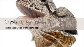  Presentation with water monitor lizard or varanus - PPT theme having up of frill-necked lizard background and a mint green colored foreground