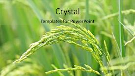  Presentation with rice plant - Amazing PPT layouts having up of green paddy rice backdrop and a yellow colored foreground