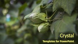  Presentation with unripe - Audience pleasing slide set consisting of up of green unripe cotton backdrop and a tawny brown colored foreground