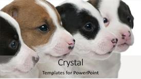  Presentation with russell - Theme having up of jack russell terrier background and a light gray colored foreground