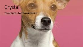  Presentation with hydraulic press bottle jack - Presentation design enhanced with up of jack russell terrier background and a coral colored foreground