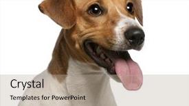  Presentation with russell - Beautiful PPT layouts featuring up of jack russell terrier backdrop and a coral colored foreground