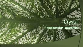  Presentation with india - Colorful PPT layouts enhanced with up of leaves gurgaon haryana backdrop and a  colored foreground