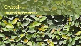  Presentation with close up dumb cane leaves - PPT layouts featuring up of leaves gurgaon haryana background and a  colored foreground