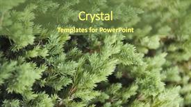  Presentation with close up dumb cane leaves - PPT theme with up of leaves gurgaon haryana background and a  colored foreground