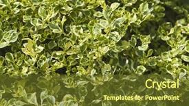  Presentation with close up dumb cane leaves - Audience pleasing PPT theme consisting of up of leaves gurgaon haryana backdrop and a  colored foreground