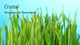  Presentation with tall - Theme having up of light green grass background and a arctic colored foreground