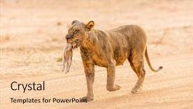  Presentation with lion and lioness - Slide deck having up of lioness carrying cub background and a  colored foreground