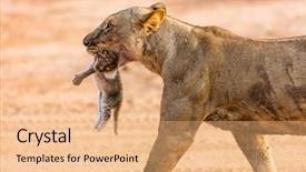  Presentation with kenya - Beautiful theme featuring up of lioness carrying cub backdrop and a coral colored foreground