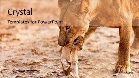  Presentation with kenya - Presentation theme having up of lioness carrying cub background and a  colored foreground