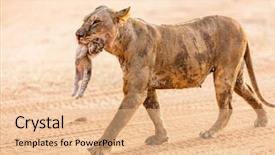  Presentation with lion and lioness - Colorful theme enhanced with up of lioness carrying cub backdrop and a  colored foreground